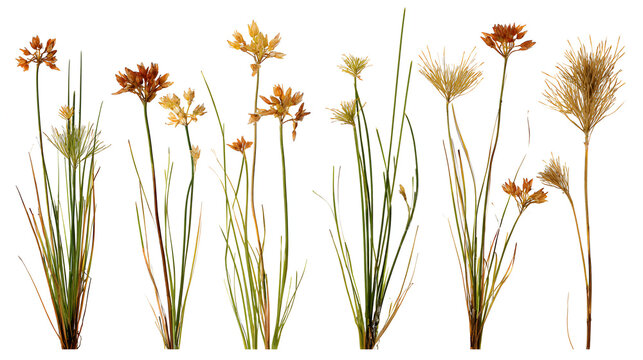 Set of Juncus effusus (common names common rush or soft rush) isolated on a white background background perfectly cutout high resolution Stock Illustration