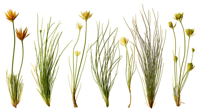 Set of Juncus effusus (common names common rush or soft rush) isolated on a white background background perfectly cutout high resolution Stock Illustration