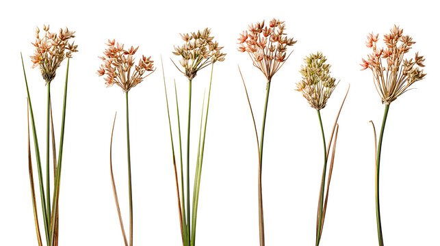 Set of Juncus effusus (common names common rush or soft rush) isolated on a white background background perfectly cutout high resolution Stock Illustration