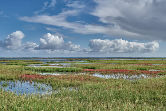 common cord-grass resp.Spartina anglica and glasswort resp.Salicornia europaea in Salt Marsh at North Sea,Wattenmeer National Park,Germany