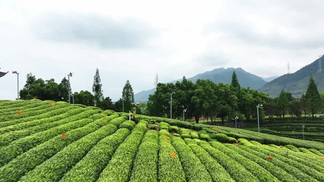 Lush green tea terraces with orderly rows surrounded by rolling mountains and dense vegetation