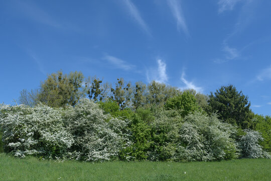 flowering hawthorn bushes resp.Crataegus monogyna in Monheimer Rheinbogen Landscape Park,River Rhine,Monheim am Rhein,Germany