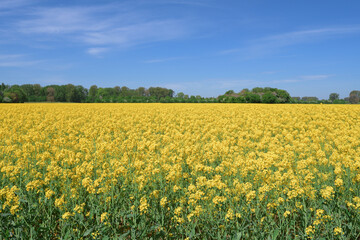 Fototapeta premium Rapeseed Field resp.Brassica napus in Monheimer Rheinbogen Landscape Park,River Rhine,Monheim am Rhein,Germany