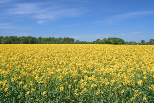 Rapeseed Field resp.Brassica napus in Monheimer Rheinbogen Landscape Park,River Rhine,Monheim am Rhein,Germany