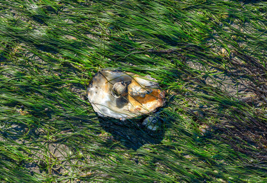 common dwarf Eelgrass resp.Zostera noltii and shell of Pacific Oyster resp. Crassostrea pacifica,Wattenmeer National Park,North Sea,Germany