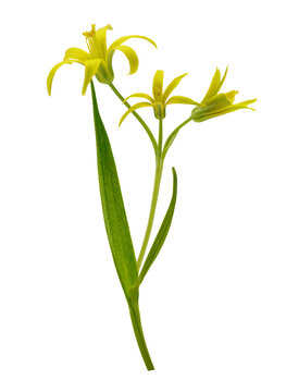 Close up of gagea lutea or yellow star-of-Bethlehem flowers isolated on transparent background