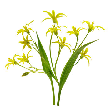 Close up of gagea lutea or yellow star-of-Bethlehem flowers isolated on transparent background