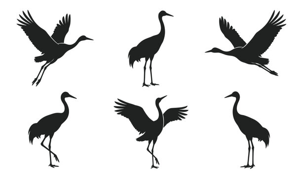 Elegant Black Crane Silhouettes in Varied Flying and Standing Poses on White Background Illustration