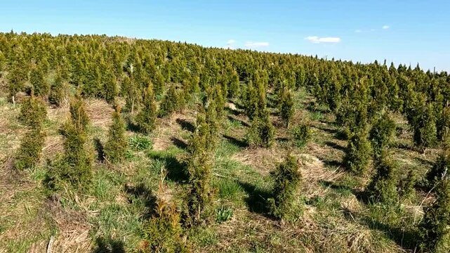 Black dog running through the thuja nursery on a vast field, thousands of growing shrubs. A plantation in a mountainous region.
