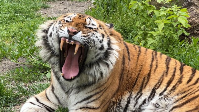 An Amur tiger or Siberian tiger (Panthera tigris tigris) rests in the green grass.
