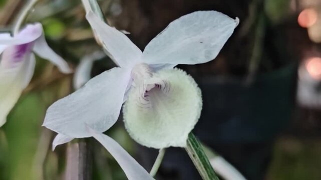 Pink orchid (Dendrobium aphyllum) in the garden
