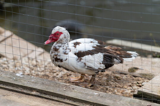 Muscovy duck behind wire mesh, mottled white and brown plumage, red caruncles, standing on gravel beside wooden frame, subdued barnyard lighting, quiet captive mood