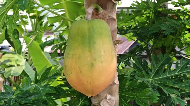 A close-up photograph of fresh papayas on the tree at an organic farm. Papaya is a tropical fruit that is a key ingredient in Thai cuisine