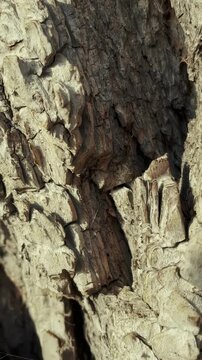 a textured tree bark with deep grooves and cracks. The bark displays variations in color and roughness, showcasing the natural beauty of the tree.