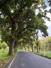 Naklejka premium A scenic view of a quiet, winding asphalt road. Lush green trees create a natural canopy, with sunlight filtering through. The scene is peaceful and surrounded by nature under a clear blue sky