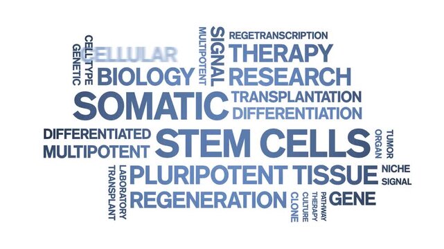 Somatic Stem Cells animated word cloud-text design animation tag kinetic typography seamless loop.