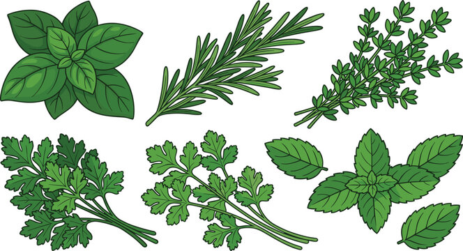 Fresh Culinary Herb Vector Set with Basil, Rosemary, Thyme, Parsley and Mint Leaves for Cooking, Organic Food, and Kitchen Design