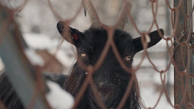 Watchful black goat peering through snowy metal post and chain, steady gaze and curved horns framing pale eyes, stoic winter sentinel on rustic farm, quiet frost on fur and fence, timeless rural hush