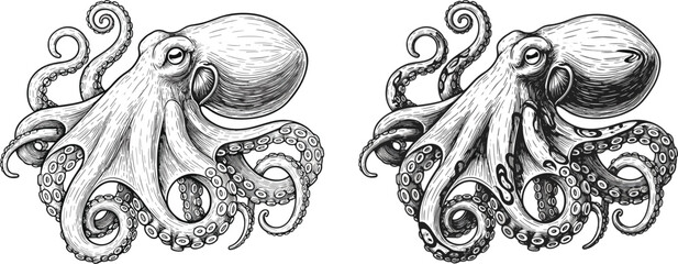 Vintage Engraved Octopus Illustration Collection With Detailed Tentacles Marine Animal Hand Drawn Vector Artwork © Md