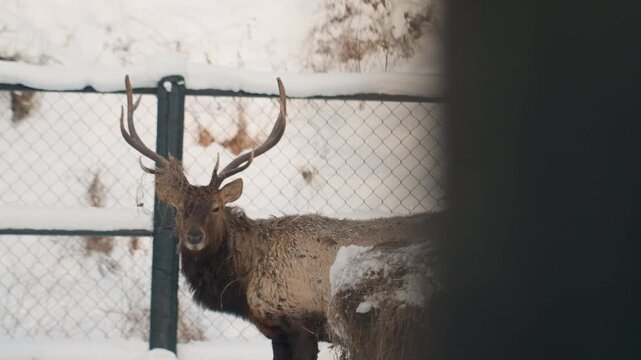 Solitary brown stag by snowy fence, snowdusted coat and large antlers beside hay bale and chainlink fence, overcast light creates quiet winter mood and intimate wildlife portrait