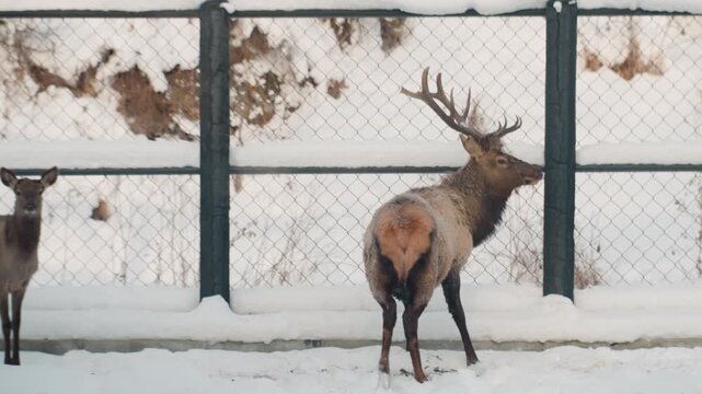 Alert stag and doe on snow near chainlink fence, protective male posture with companion, soft frost on coat and hay bales in enclosure, watchful winter atmosphere with quiet tension