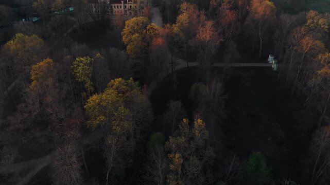 morning in the forest