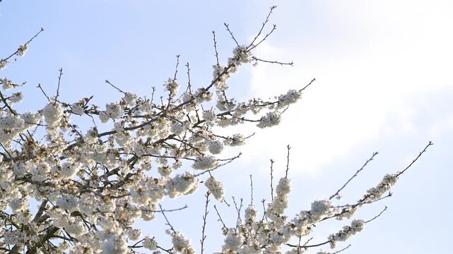 Blossoming Sweet Cherry Tree shaken by a wind with a blue sky with clouds in spring in a domestic city garden. Prunus avium, Indre-et-Loire 37, r&eacute;gion Centre, France, European Union, Europe