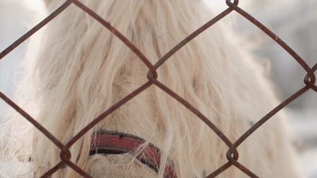 Pony muzzle closeup snowy mane through fence, pink nose and long forelock dusted with frost, soft winter sunlight filtering through mesh, playful curious expression, cozy barn backdrop and gentle