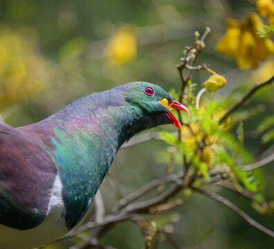 Close-up image of a New Zealand pigeon (Kereru) feeding on yellow Kowhai flowers. Auckland.