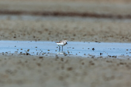 Spoon-billed sandpiper (Calidris pygmaea) at Patibunia Mudflat, South 24 Parganas, West Bengal, India