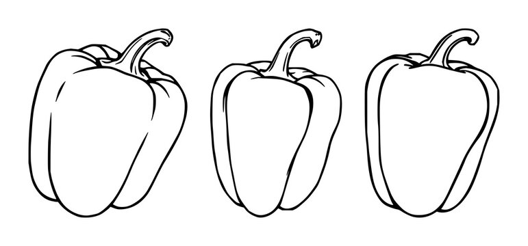 Bell pepper set with black line art illustration showing a single pepper on white background featuring horticulture, vegetables, food, kitchen, cooking with minimalism and outline