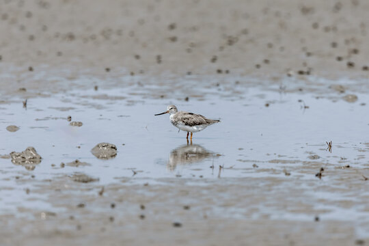 Terek sandpiper (Xenus cinereus) at Patibunia Mudflat, South 24 Parganas, West Bengal, India