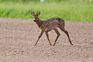 roe deer buck in the morning © Duvekot Fotografie