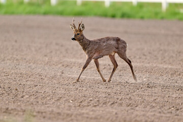 roe deer buck in the morning © Duvekot Fotografie