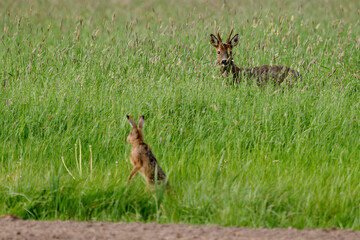 roe deer buck with a hare © Duvekot Fotografie