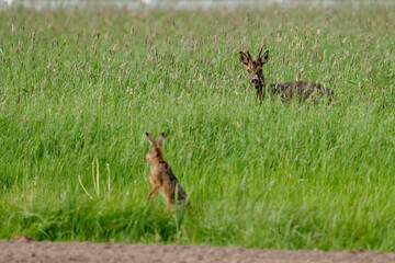 roe deer buck with a hare © Duvekot Fotografie