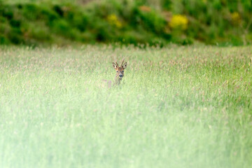 deer in the grass © Duvekot Fotografie
