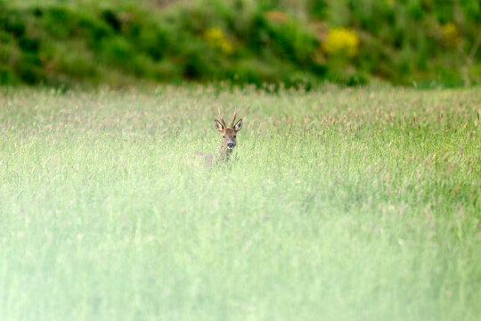 deer in the grass