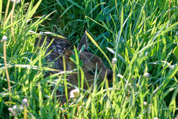 roe deer fawn hidden in the grass © Duvekot Fotografie