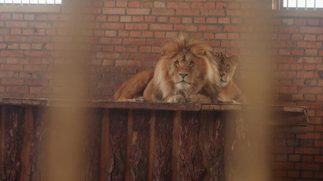 Lion resting behind rusty bars inside brick enclosure, male lion and lioness on wooden platform with muted window light, solemn gaze toward camera, cinematic documentary mood highlighting confinement