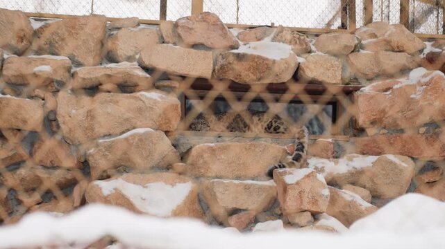 Leopard peering behind rusted lattice in snowy stone wall, distant habitat view, metal grate framing spotted face, muted winter palette, contrast between human structure and wild resilience