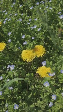Vertical footage, Camera approaches from above to yellow Dandelions flowers, Taraxacum growing among Common field-speedwell, Veronica persica in a green meadow, close-up