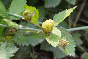 Obraz premium Natural food - fresh unripe blackberries in a garden. Bunch of unripe blackberry fruit, Rubus fruticosus - on branch with green leaves on a farm. Closeup, blurred background. Chakwal, Punjab, Pakistan