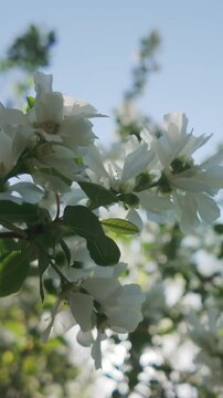 Vertical footage, Bottom view of a white flower on a blooming Amelanchier tree against a blue sky on a sunny spring day, backlit by the sun