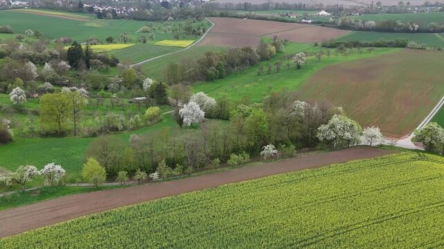 Aerial drone shot flying backward over blooming rapeseed fields in Germany countryside spring landscape