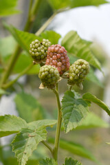 Obraz premium Natural food - fresh unripe blackberries in a garden. Bunch of unripe blackberry fruit, Rubus fruticosus - on branch with green leaves on a farm. Closeup, blurred background. Chakwal, Punjab, Pakistan
