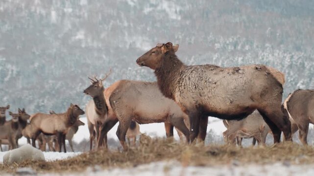 Elk matriarch nuzzles herd in snow. Close interactions between cows and calves on alpine plain, tender muzzling and protective stance, frosted coats and visible breath in cold air, distant mountain