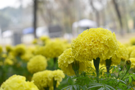 Bright Yellow marigold flower blossom in garden, Bright Yellow Mari Gold flowers for decorate garden, Close up of beautiful Yellow marigold flower. Nature, Marigold flowers bloom in the morning, Mari