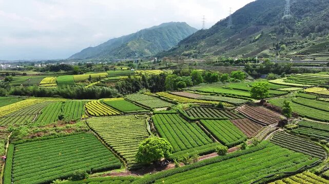 Terraced tea plantations layered across rolling hills surrounded by mountain ranges