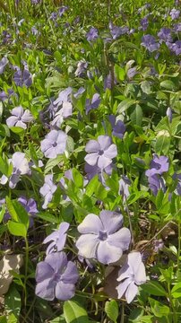 Vertical footage, Camera moves forward over Dwarf periwinkle flowers, Vinca minor approaching to Forsythia shrub with yellow flowers, close-up